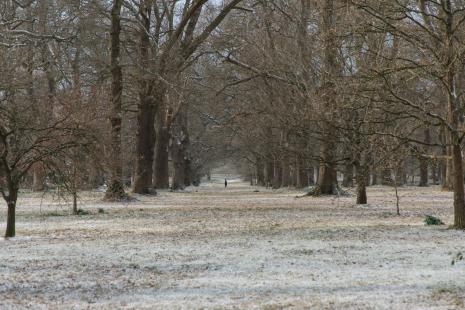 Snowy scene in Hampshire